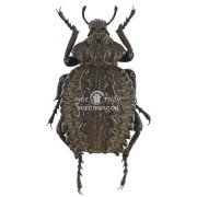 BRACHYCERUS UNDATUS